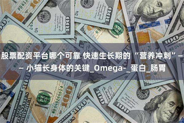 股票配资平台哪个可靠 快速生长期的 “营养冲刺”—— 小猫长身体的关键_Omega-_蛋白_肠胃